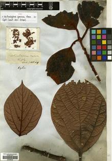 Type specimen at Edinburgh (E). Unknown: s.n.. Barcode: E00386462.