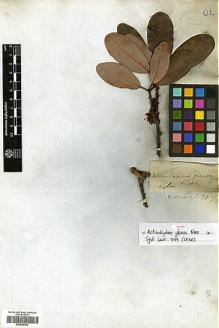 Type specimen at Edinburgh (E). Unknown: s.n.. Barcode: E00386463.