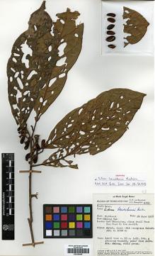 Type specimen at Edinburgh (E). Van Beusekom, C.F. & Phengkhlai, C.: 1363. Barcode: E00386466.