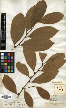 Type specimen at Edinburgh (E). Henry, Augustine: 8431. Barcode: E00386468.