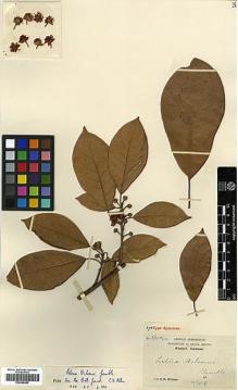 Type specimen at Edinburgh (E). Wilson, Ernest: 3694. Barcode: E00386469.