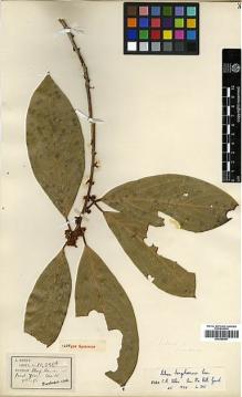 Type specimen at Edinburgh (E). Henry, Caroline: 10856A. Barcode: E00386481.