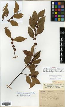 Type specimen at Edinburgh (E). Bodinier, Emile: 105. Barcode: E00386482.