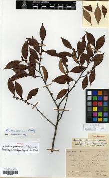 Type specimen at Edinburgh (E). Bodinier, Emile; Ducloux, Francois: 105. Barcode: E00386483.