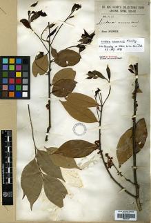 Type specimen at Edinburgh (E). Henry, Caroline: 3413. Barcode: E00386487.