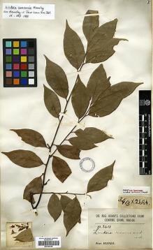 Type specimen at Edinburgh (E). Henry, Caroline: 3413. Barcode: E00386488.