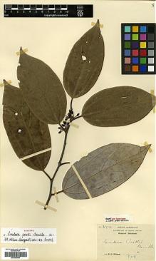 Type specimen at Edinburgh (E). Wilson, Ernest: 3714. Barcode: E00386495.