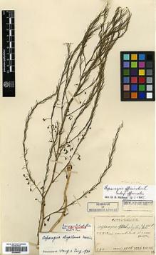 Type specimen at Edinburgh (E). Faurie, Urbain: 282. Barcode: E00386502.