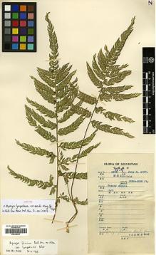Type specimen at Edinburgh (E). Fang, W.: 2078. Barcode: E00386507.