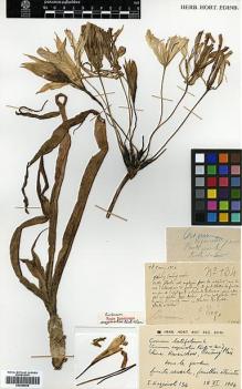 Type specimen at Edinburgh (E). Esquirol, Joseph: 134. Barcode: E00386508.