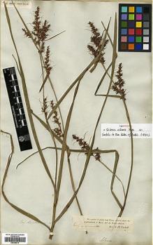 Type specimen at Edinburgh (E). Vachell, George: 40. Barcode: E00386510.