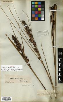 Type specimen at Edinburgh (E). Vachell, George: 39. Barcode: E00386512.