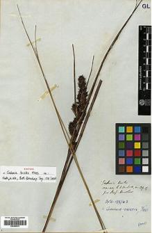 Type specimen at Edinburgh (E). Vachell, George: 39 C. Barcode: E00386513.