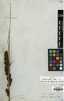 Type specimen at Edinburgh (E). Hooker, Joseph: . Barcode: E00386514.