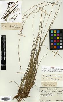 Type specimen at Edinburgh (E). Faurie, Urbain: 1854. Barcode: E00386516.