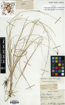 Type specimen at Edinburgh (E). Faurie, Urbain: 1030. Barcode: E00386517.