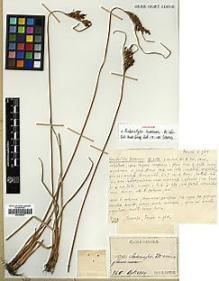 Type specimen at Edinburgh (E). Faurie, Urbain: 968. Barcode: E00386523.