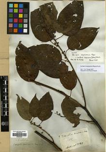 Type specimen at Edinburgh (E). Wallich, Nathaniel: 2558. Barcode: E00386524.