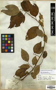 Type specimen at Edinburgh (E). Wallich, Nathaniel: 2558. Barcode: E00386525.