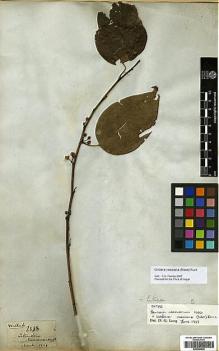 Type specimen at Edinburgh (E). Wallich, Nathaniel: 2558. Barcode: E00386526.