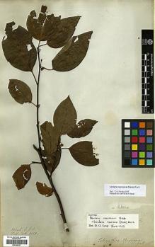 Type specimen at Edinburgh (E). Wallich, Nathaniel: 2558. Barcode: E00386527.