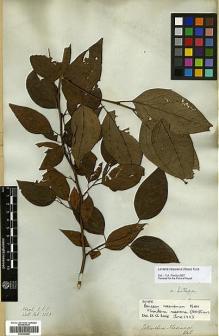Type specimen at Edinburgh (E). Wallich, Nathaniel: 2558. Barcode: E00386528.