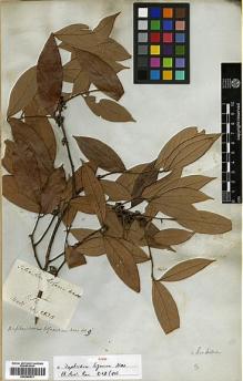 Type specimen at Edinburgh (E). Wallich, Nathaniel: 2530. Barcode: E00386531.