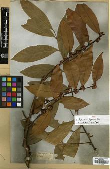 Type specimen at Edinburgh (E). Wallich, Nathaniel: 2530. Barcode: E00386532.