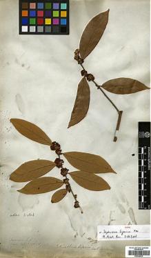 Type specimen at Edinburgh (E). Wallich, Nathaniel: 2530. Barcode: E00386533.