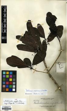 Type specimen at Edinburgh (E). Elmer, Adolph: 12834. Barcode: E00386538.