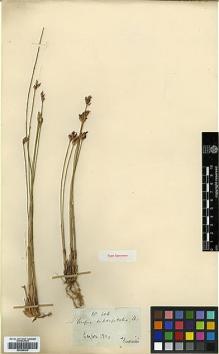Type specimen at Edinburgh (E). Thwaites, George: 306. Barcode: E00386539.