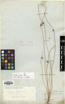 Type specimen at Edinburgh (E). Wallich, Nathaniel: 3468. Barcode: E00386540.
