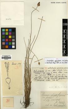 Type specimen at Edinburgh (E). Faurie, Urbain: 809. Barcode: E00386542.