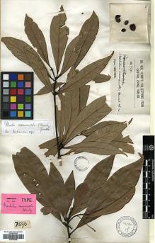 Type specimen at Edinburgh (E). Henry, Caroline: 7590. Barcode: E00386605.