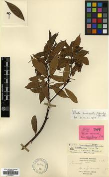 Type specimen at Edinburgh (E). Cavalerie, Pierre: 4466. Barcode: E00386606.