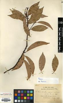Type specimen at Edinburgh (E). Delavay, Pierre: 4360. Barcode: E00386609.