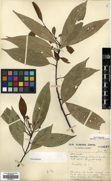 Type specimen at Edinburgh (E). Forrest, George: 19507. Barcode: E00386610.