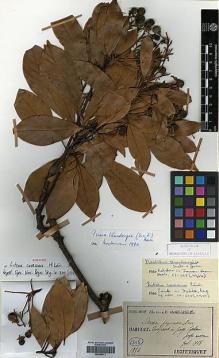 Type specimen at Edinburgh (E). Taquet, Emile: 1356. Barcode: E00386611.