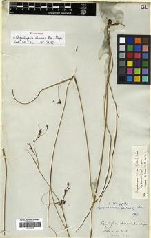 Type specimen at Edinburgh (E). Wallich, Nathaniel: 3421. Barcode: E00386655.