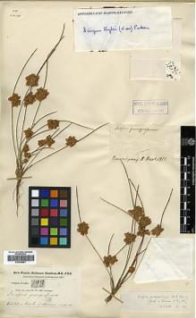 Type specimen at Edinburgh (E). Buchanan-Hamilton, Francis: 198. Barcode: E00386661.