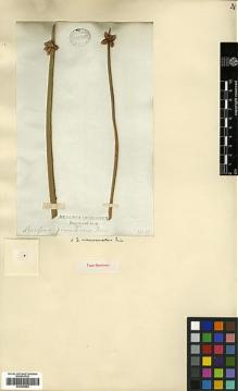 Type specimen at Edinburgh (E). Wallich, Nathaniel: . Barcode: E00386663.