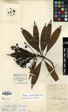 Type specimen at Edinburgh (E). Cavalerie, Pierre: 1741. Barcode: E00386671.