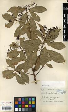 Type specimen at Edinburgh (E). Ducloux, Francois: 7591. Barcode: E00386674.