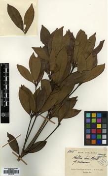 Type specimen at Edinburgh (E). Poilane, Eugene: 7995. Barcode: E00386675.