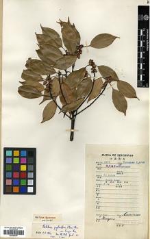 Type specimen at Edinburgh (E). Fang, W.: 5775. Barcode: E00386678.