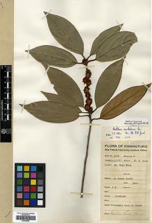 Type specimen at Edinburgh (E). Chun, Woon-Young: 5560. Barcode: E00386682.