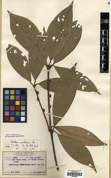 Type specimen at Edinburgh (E). Chun, Woon-Young: 5560. Barcode: E00386683.