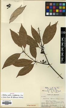 Type specimen at Edinburgh (E). Fang, W.: 1315. Barcode: E00386684.