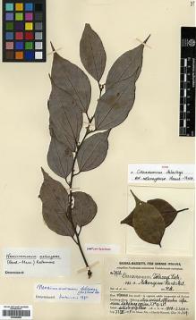 Type specimen at Edinburgh (E). Handel-Mazzetti, Heinrich: 7928. Barcode: E00386686.