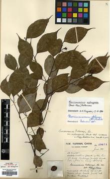 Type specimen at Edinburgh (E). Forrest, George: 19471. Barcode: E00386687.